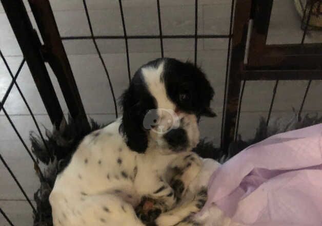 Cocker spaniel boy ready now for sale in Newton Aycliffe, County Durham - Image 4