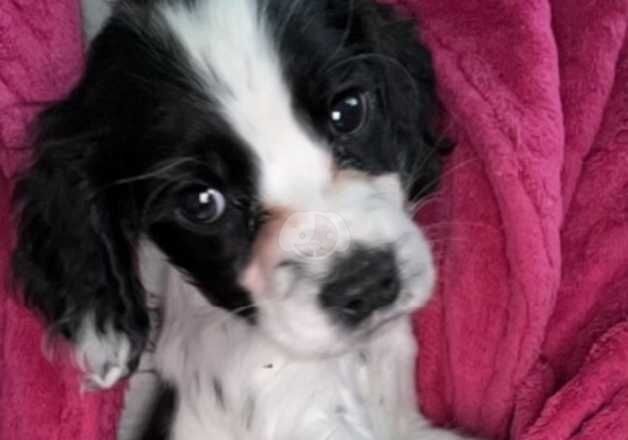 Cocker spaniel boy ready now for sale in Newton Aycliffe, County Durham - Image 5