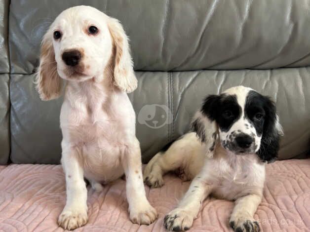 Cocker Spaniel Boys Ready Now for sale in Norwich, Norfolk