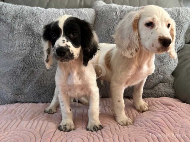 Cocker Spaniel Boys Ready Now for sale in Norwich, Norfolk - Image 2