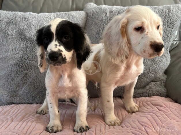 Cocker Spaniel Boys Ready Now for sale in Norwich, Norfolk - Image 3