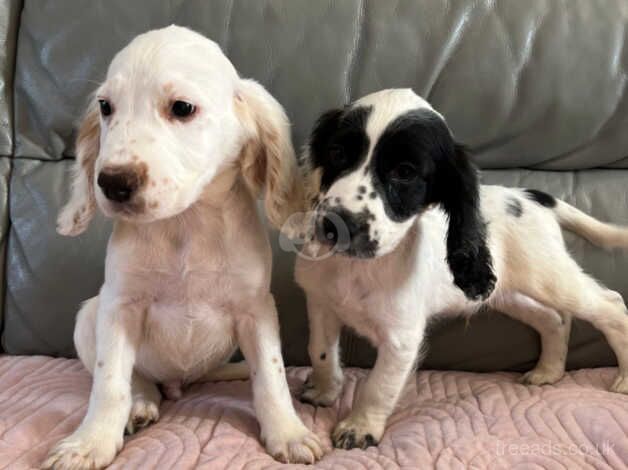 Cocker Spaniel Boys Ready Now for sale in Norwich, Norfolk - Image 4