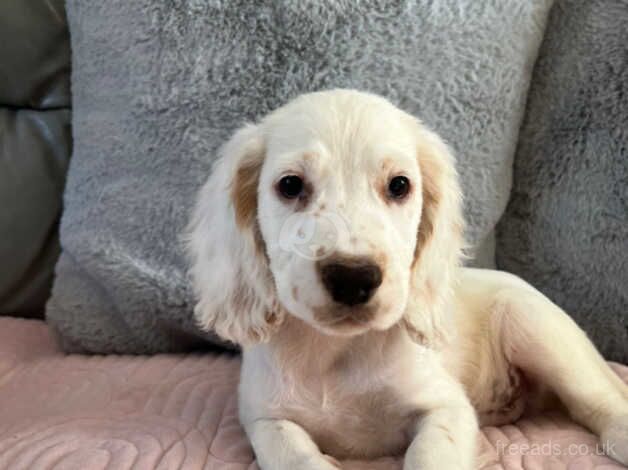 Cocker Spaniel Boys Ready Now for sale in Norwich, Norfolk - Image 5