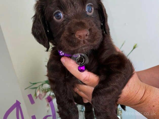 Cocker Spaniel Chocolate Pups for sale in Cardiff - Image 1