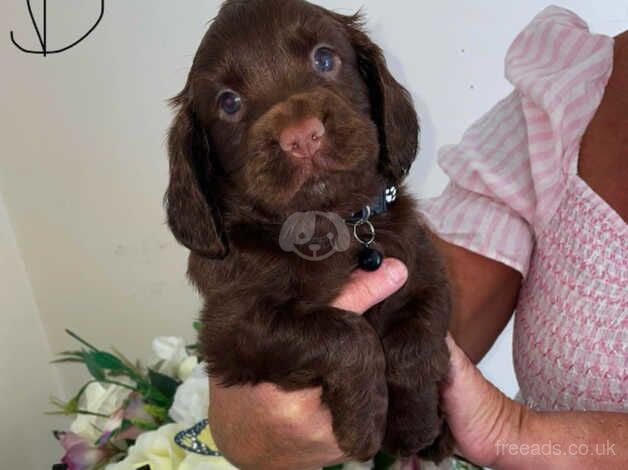 Cocker Spaniel Chocolate Pups for sale in Cardiff - Image 2