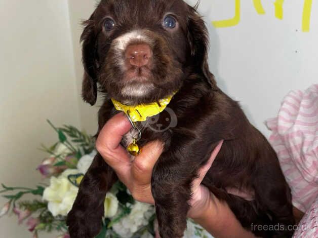 Cocker Spaniel Chocolate Pups for sale in Cardiff - Image 3