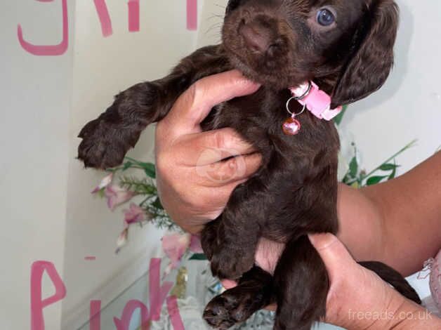 Cocker Spaniel Chocolate Pups for sale in Cardiff - Image 4