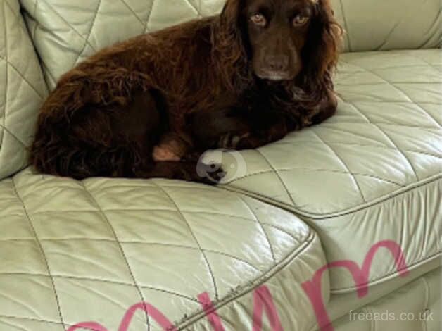 Cocker Spaniel Chocolate Pups for sale in Cardiff - Image 5