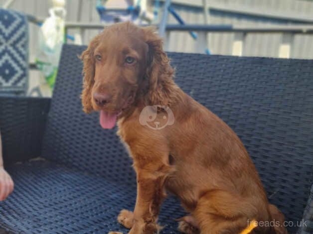 Cocker spaniel/cockapoo for sale in Wednesbury, West Midlands - Image 1