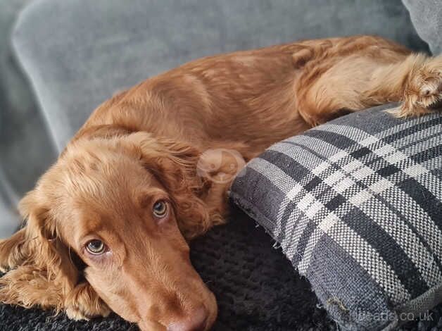 Cocker spaniel/cockapoo for sale in Wednesbury, West Midlands - Image 2