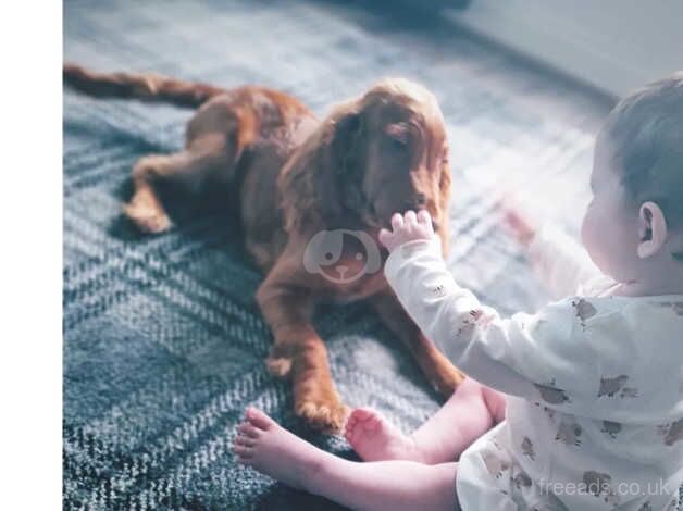 Cocker spaniel/cockapoo for sale in Wednesbury, West Midlands - Image 3