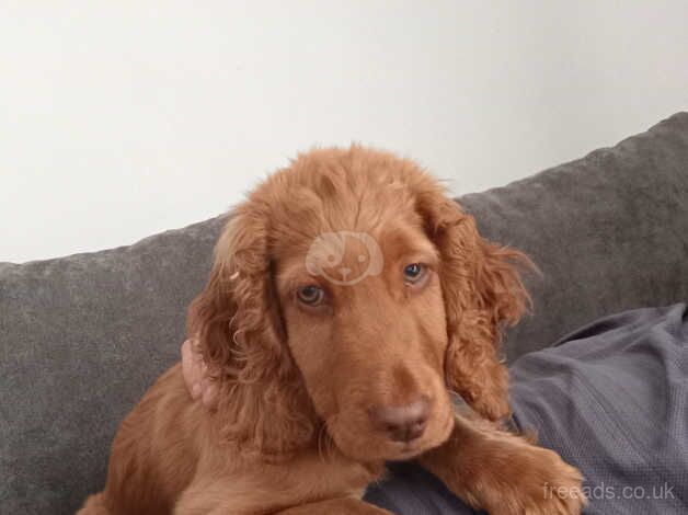 Cocker spaniel/cockapoo for sale in Wednesbury, West Midlands - Image 4