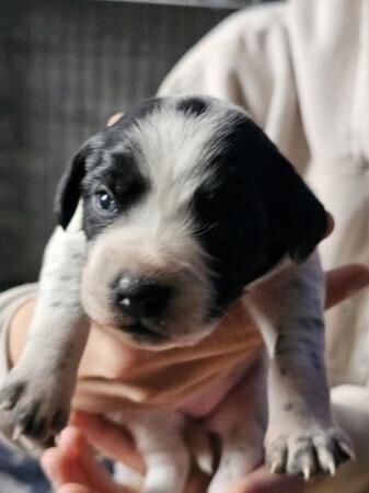 Cocker spaniel cross border collie pups for sale in Upper Cwmbran, Torfaen - Image 1