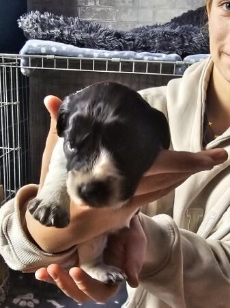 Cocker spaniel cross border collie pups for sale in Upper Cwmbran, Torfaen - Image 2