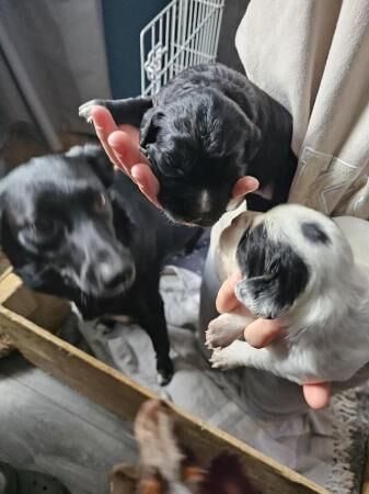 Cocker spaniel cross border collie pups for sale in Upper Cwmbran, Torfaen - Image 3