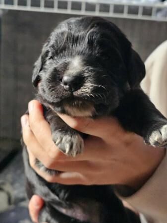 Cocker spaniel cross border collie pups for sale in Upper Cwmbran, Torfaen - Image 4