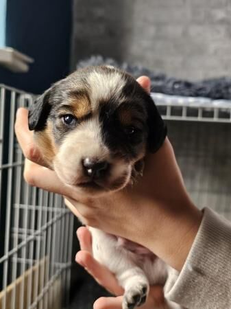 Cocker spaniel cross border collie pups for sale in Upper Cwmbran, Torfaen - Image 5