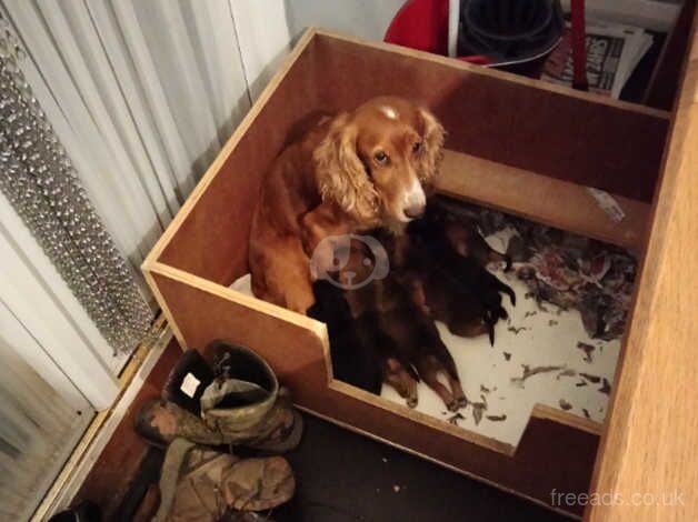 Cocker spaniel cross border terrier pups for sale in Maidstone, Kent - Image 1