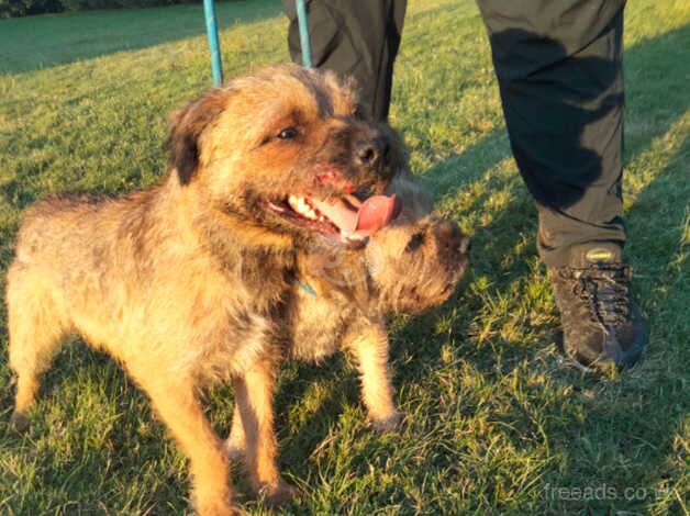 Cocker spaniel cross border terrier pups for sale in Maidstone, Kent - Image 2