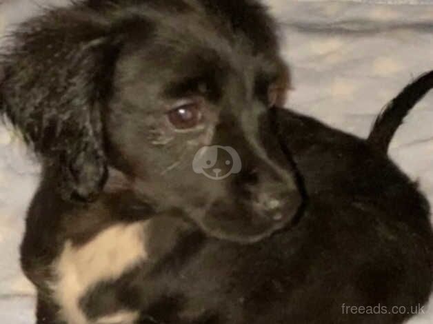 Cocker Spaniel Cross Chihuahua pups for sale in Stoke-on-Trent, Staffordshire - Image 1