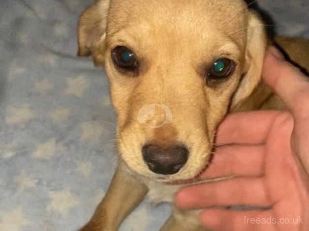 Cocker Spaniel Cross Chihuahua pups for sale in Stoke-on-Trent, Staffordshire - Image 2