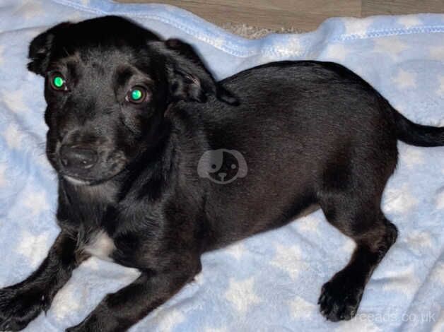 Cocker Spaniel Cross Chihuahua pups for sale in Stoke-on-Trent, Staffordshire - Image 3