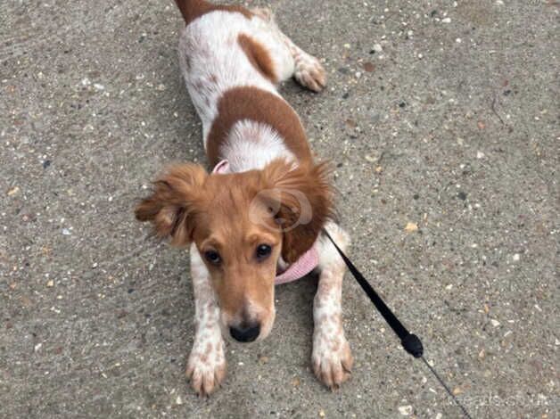 Cocker spaniel cross jack for sale in Ware, Hertfordshire - Image 1