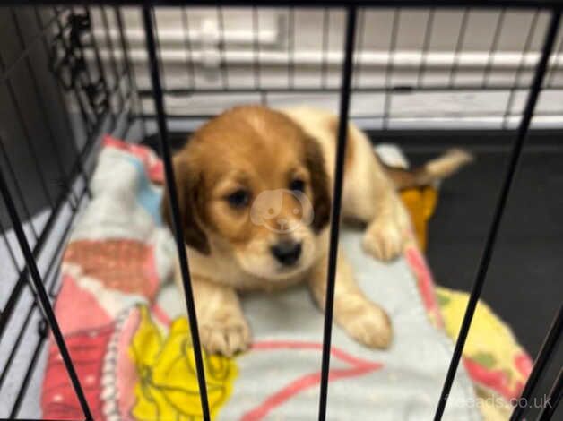 Cocker spaniel cross jack for sale in Ware, Hertfordshire - Image 2