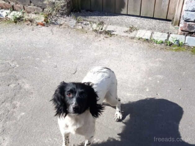 Cocker spaniel Cross kingcharles for sale in Bishop Auckland, County Durham