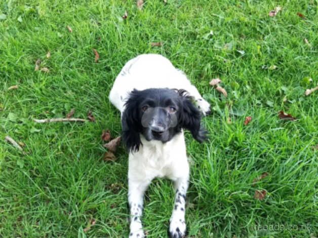 Cocker spaniel Cross kingcharles for sale in Bishop Auckland, County Durham - Image 2