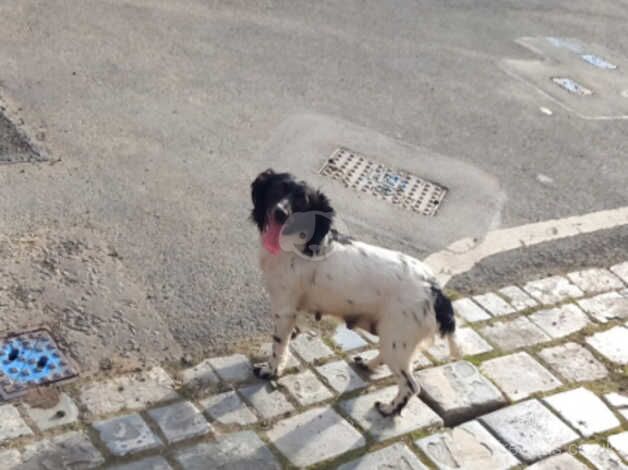 Cocker spaniel Cross kingcharles for sale in Bishop Auckland, County Durham - Image 3