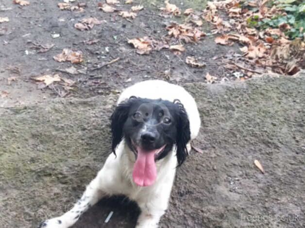 Cocker spaniel Cross kingcharles for sale in Bishop Auckland, County Durham - Image 5