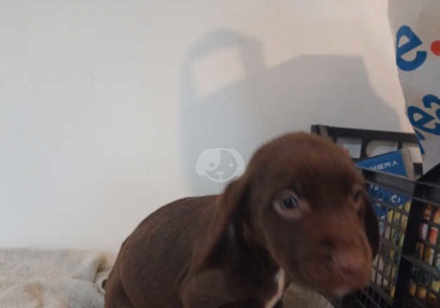 Cocker spaniel crossed beagle for sale in Blackpool, Lancashire - Image 3