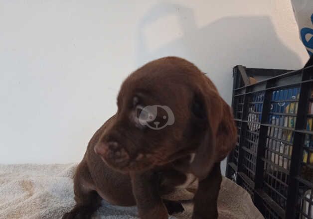 Cocker spaniel crossed beagle for sale in Blackpool, Lancashire - Image 4