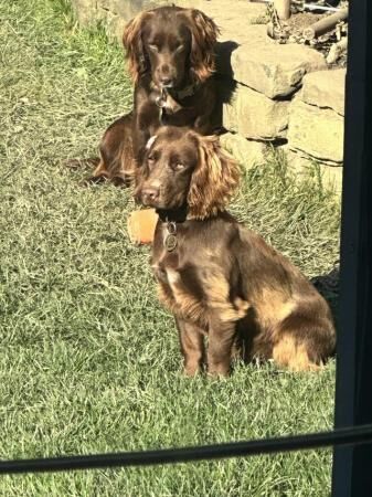 Cocker spaniel female 1 year old for sale in Leeds, West Yorkshire