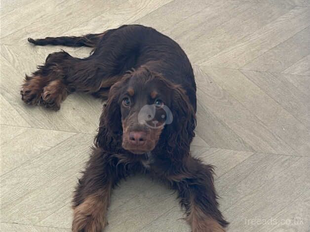 Cocker spaniel female for sale in Havant, Hampshire