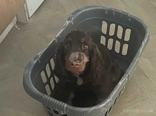 Cocker spaniel female for sale in Havant, Hampshire - Image 2