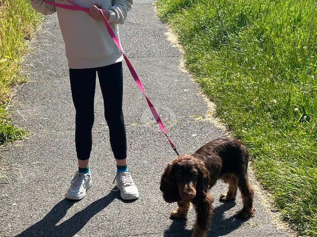 Cocker Spaniel Puppies for sale in Hampshire