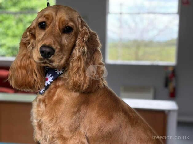 Cocker spaniel female for sale in Strabane