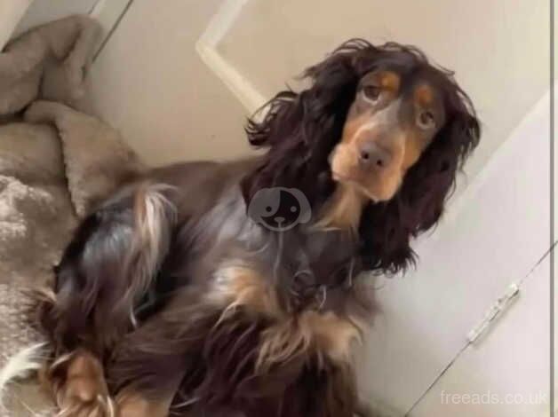 Cocker spaniel female for sale in Sutton, Sutton, Greater London