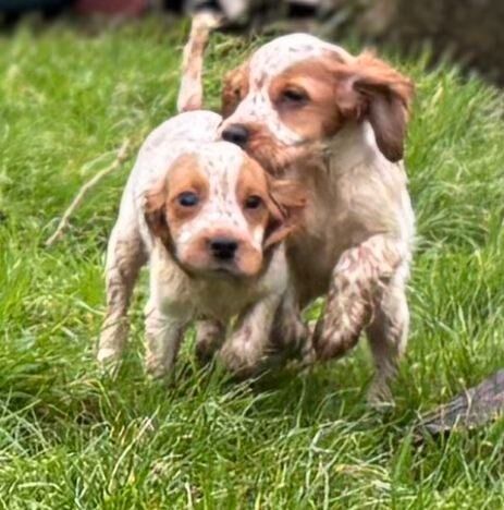 Cocker Spaniel female pupp for sale in Gilford, County Down