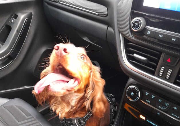 Cocker spaniel for rehoming for sale in Liverpool, Merseyside