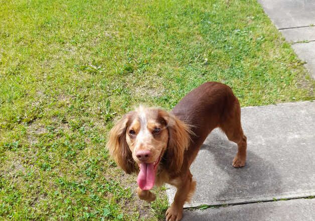 Cocker spaniel for rehoming for sale in Liverpool, Merseyside - Image 2