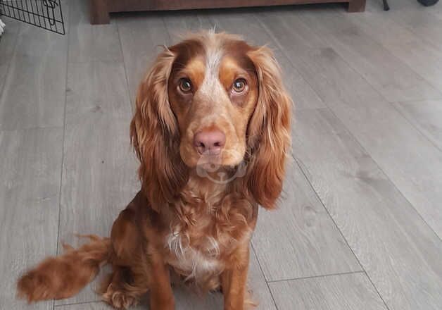 Cocker spaniel for rehoming for sale in Liverpool, Merseyside - Image 3