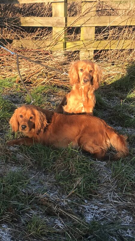 Cocker spaniel for sale in Northallerton, North Yorkshire