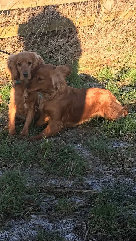 Cocker spaniel for sale in Northallerton, North Yorkshire - Image 2