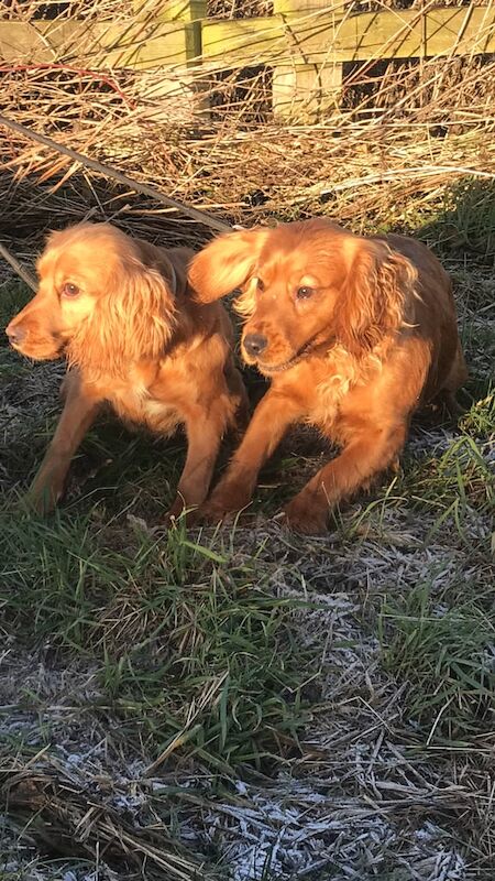 Cocker spaniel for sale in Northallerton, North Yorkshire - Image 3