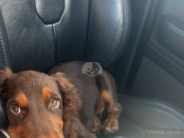 Cocker spaniel for sale in Cambridge, Cambridgeshire - Image 1