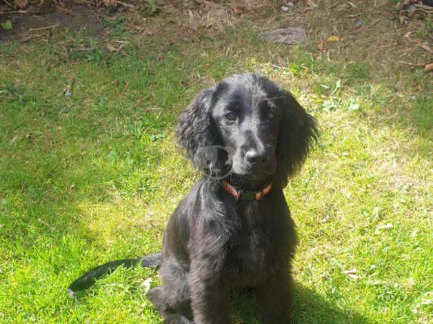 Cocker Spaniel for sale in Accrington, Lancashire