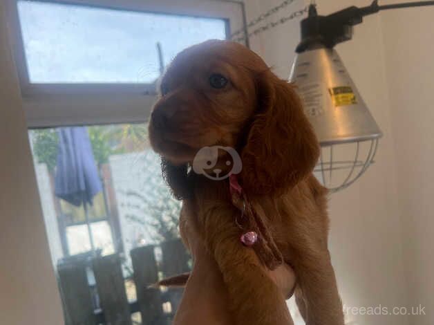 Cocker spaniel for sale, for sale in Trimdon, County Durham